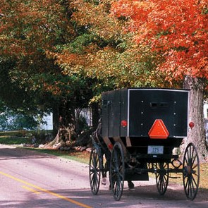 Amish Buggy in Lancaster