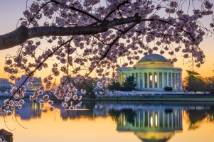Washington DC - Cherry Blossom Parade & Festival